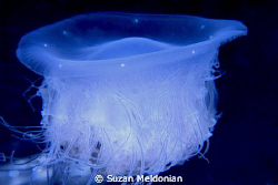 Eyes of Medusa by Suzan Meldonian 